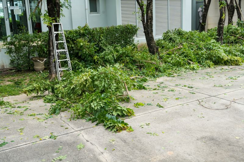 Apple Tree Removal in Duluth, MN