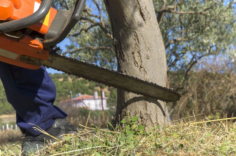 Birch Tree Removal in Duluth, MN