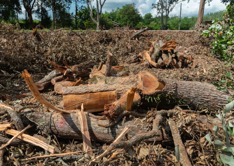 Cost of Tree Removal — Cost of Tree Removal